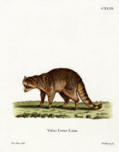 Raccoon (gravura colorida) de German School