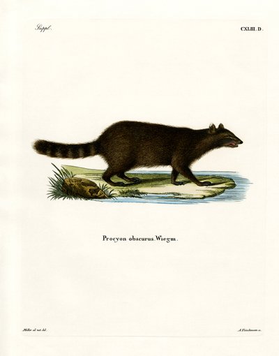Raccoon (gravura colorida) de German School
