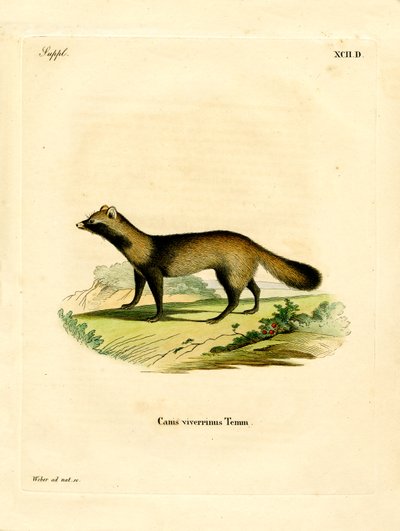 Raccoon Dog (gravura colorida) de German School