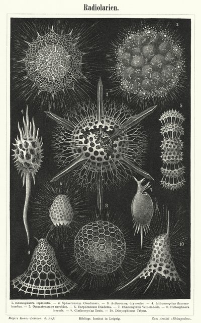 Radiolaria (gravura) de German School