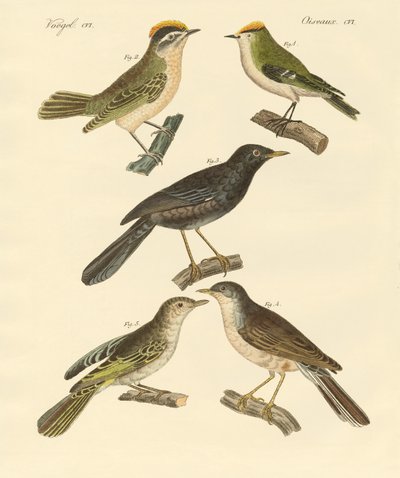 Raras e belas aves europeias e alemãs (gravura colorida) de German School