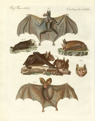 Morcegos raros (gravura colorida) de German School
