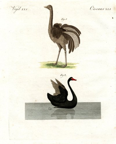 Pássaros raros de German School
