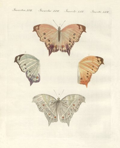 Borboletas raras (gravura colorida) de German School