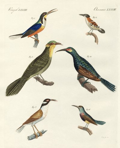 Tipos estrangeiros raros de treecreepers de German School