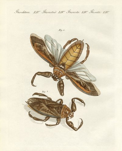 Insectos raros (gravura colorida) de German School