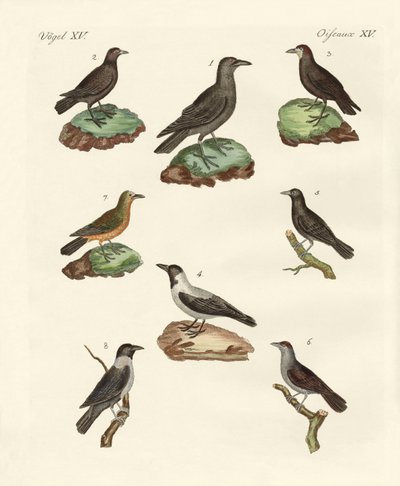 Corvos, corvos e daws de German School