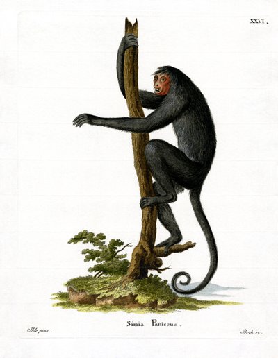 Macaco-aranha de face vermelha (gravura colorida) de German School