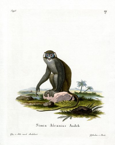 Macaco-de-cauda-vermelha (gravação colorida) de German School