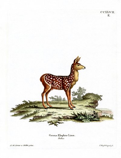 Red Deer Fawn (gravura colorida) de German School