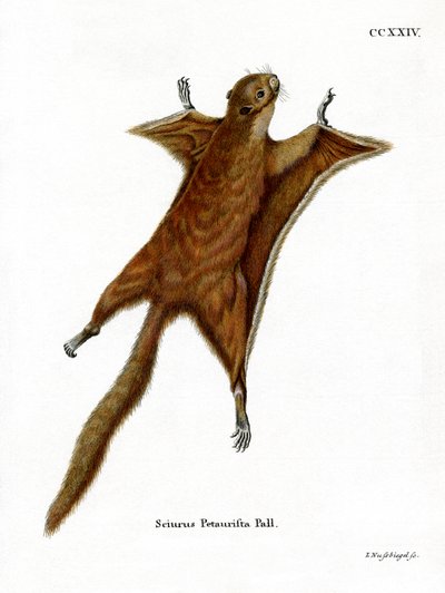 Esquilo Voador Gigante Vermelho (gravura colorida) de German School