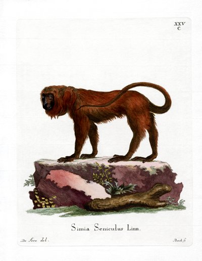 Red Howler (gravação a cores) de German School
