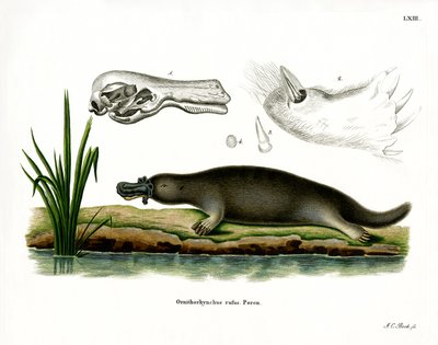 Platypus Vermelho (gravação a cores) de German School