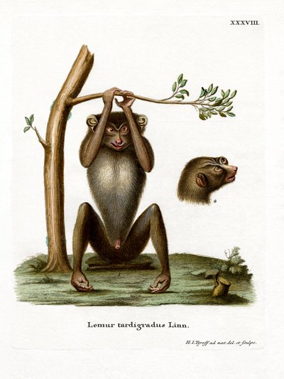 Red Slender Loris (gravação a cores) de German School
