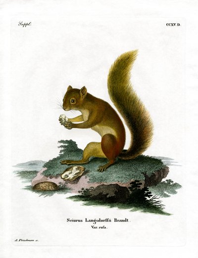 Esquilo Vermelho (gravura colorida) de German School