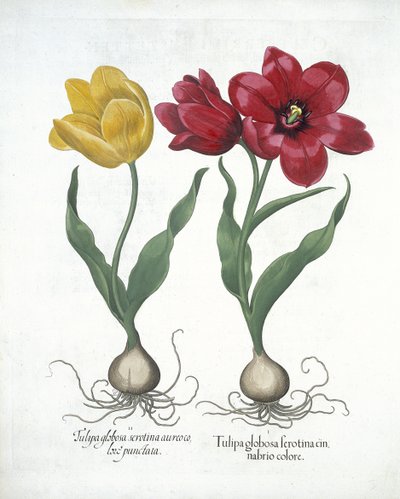 Tulipa vermelha e amarela, de Hortus Eystettensis, pelo bar de Basil Besler (1561-1629). 1613 (gravura colorida à mão) de German School