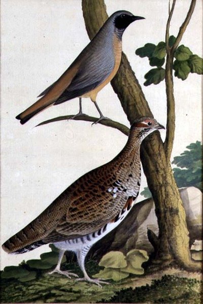Redstart (Phoenicurus phoenicurus) e Hazel Hen, c.1740 (aguarela sobre papel) de German School