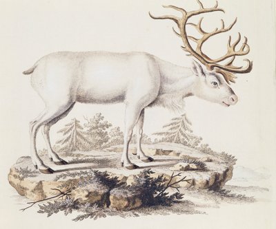 Renas (Cervus tarandus), de Mamíferos ilustrados da Natureza com descrições, de Johann Christian Daniel von Schreber (1739-1810), gravura de I Nufsbiegel, volume 5, quadro 248-C, Alemanha de German School
