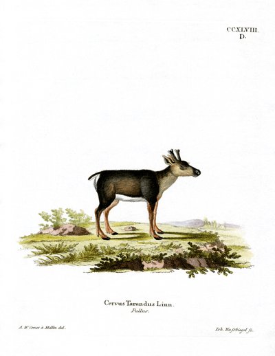 Rena Fawn (gravura colorida) de German School