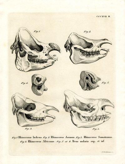 Rhino Skulls (gravura colorida) de German School