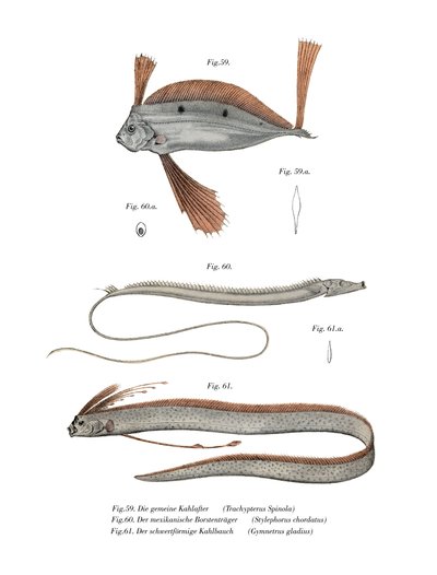 Fita Peixe (cor litho) de German School