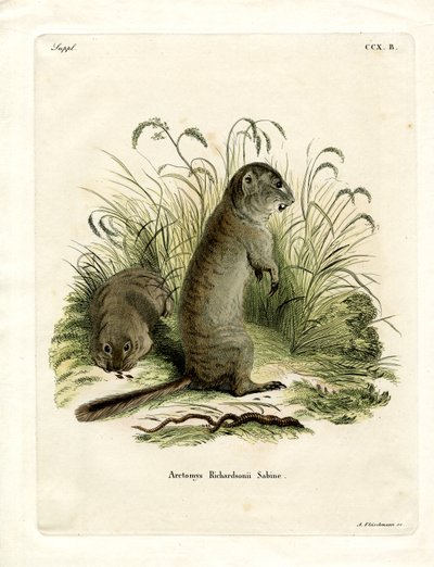 Esquilo terrestre de Richardson (gravura colorida) de German School