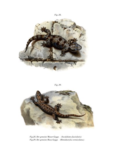 Gecko de parede anelada (cor litho) de German School