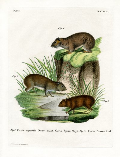 Rock Cavy (gravura colorida) de German School