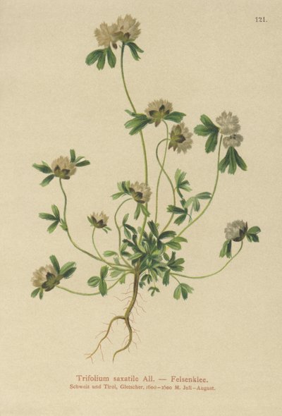 Trevo de rocha (Trifolium saxatile) de German School