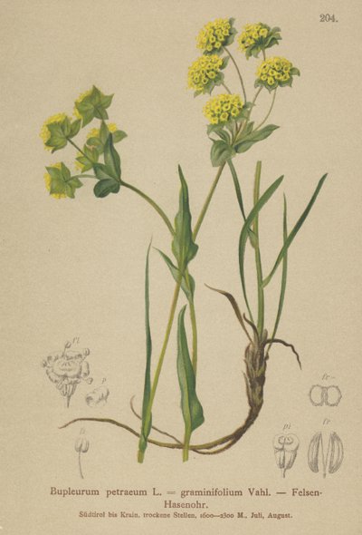 Orelha de lebres de rocha (Bupleurum petraeum, Bupleurum graminifolium) de German School