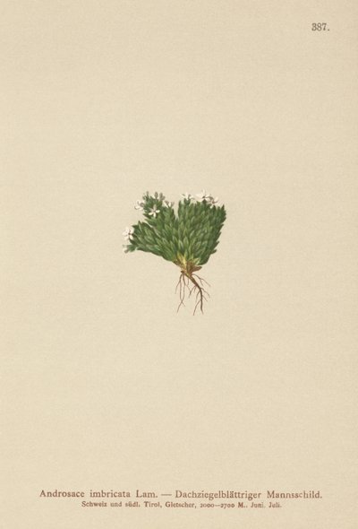 Jasmim de Rocha (Androsace imbricata, Aretia imbricata) de German School