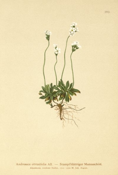 Rock Jasmine (Androsace obtusifolia) de German School