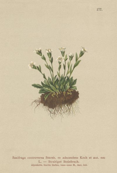Saxofraga de Rock (Saxifraga controversa, Saxifraga adscendens) de German School