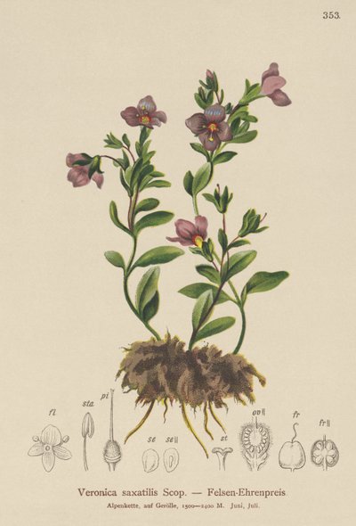 Rock Speedwell (Veronica saxatilis) de German School