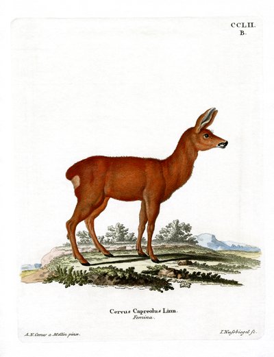 Veado (gravura colorida) de German School