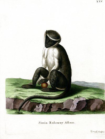 Roloway Guenon (gravação a cores) de German School