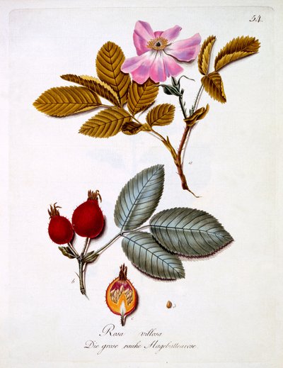 Rosa villosa, ilustração de um livro de flores silvestres alemãs por Johann Daniel von Reitter, publicado c.1803-5 de German School