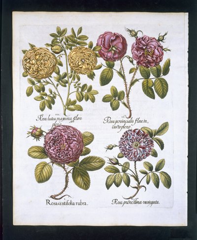 Roses, placa 95 de Hortus Eystettensisby Basil Besler (1561-1629) pub. 1613 (gravura colorida à mão) de German School