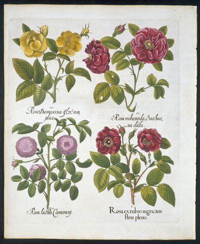 Rosas, placa 96 de Hortus Eystettensis por Basil Besler (1561-1629) pub 1613 (gravura colorida à mão) de German School