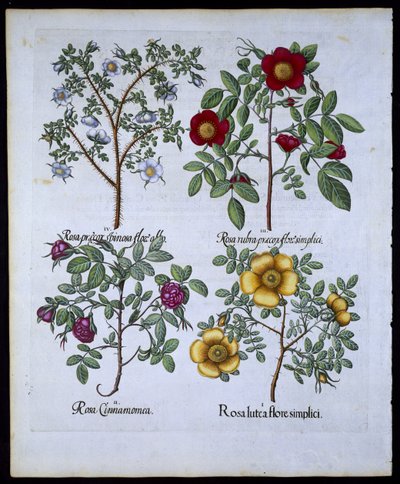 Rosas, placa 98 do pub de Hortus Eystettensisby Basil Besler (1561-1629). 1613 (gravura colorida à mão) de German School