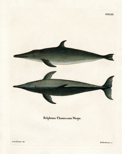 Golfinho de dentes ásperos (gravura colorida) de German School