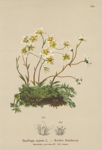 Saxifrage Áspero (Saxifraga aspera) de German School
