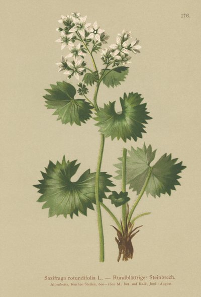 Saxifragens de folhas redondas (Saxifraga rotundifolia) de German School