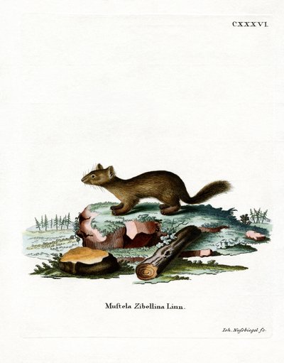 Sable (gravação a cores) de German School