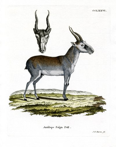 Saiga (gravação a cores) de German School