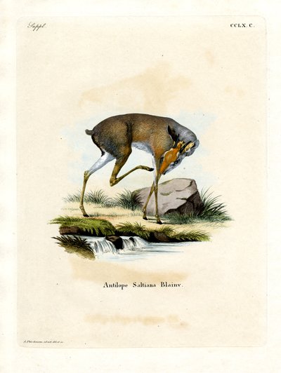 Dik-dik de sal (gravação a cores) de German School
