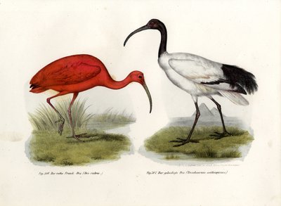 Escarlate dos íbis, 1864 de German School