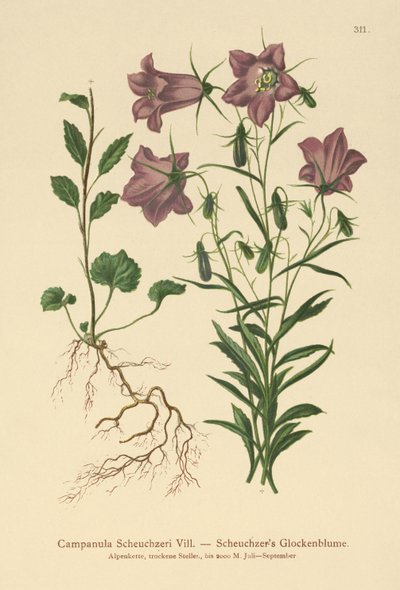Bellflower de Scheuchzer (Campanula Scheuzeri) de German School