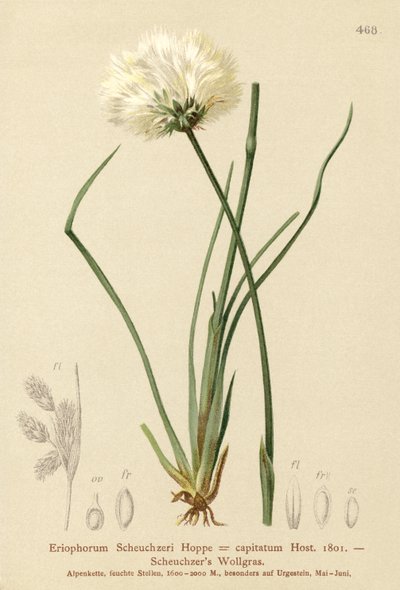 Erva de algodão de Scheuchzers (Eriophorum Scheuchzeri, Eriophorum capitatum) de German School