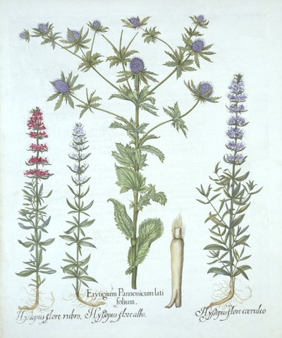 Sea Holly e Three Kinds of Hyssop, de Hortus Eystettensis, de Basil Besler (1561-1629), pub. 1613 (gravura colorida à mão) de German School